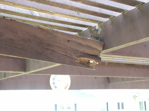 Rotted pergola joist built with untreated pine