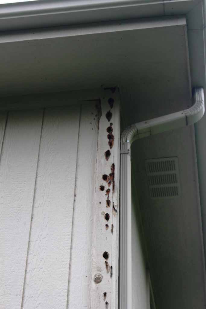 Woodpeckers Peck & Damage the Wood only to get at Insects Inside or Behind the Siding